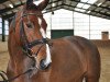 dressage horse Cherry Lady 8 (Hanoverian, 2004, from Conteur)