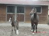 broodmare Charlin (German Warmblood, 2008, from Marek AA)