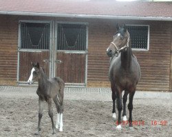 Zuchtstute Charlin (Deutsches Reitpferd, 2008, von Marek AA)