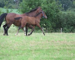 horse Bazinga 4 (Westphalian, 2014, from Benaggio)