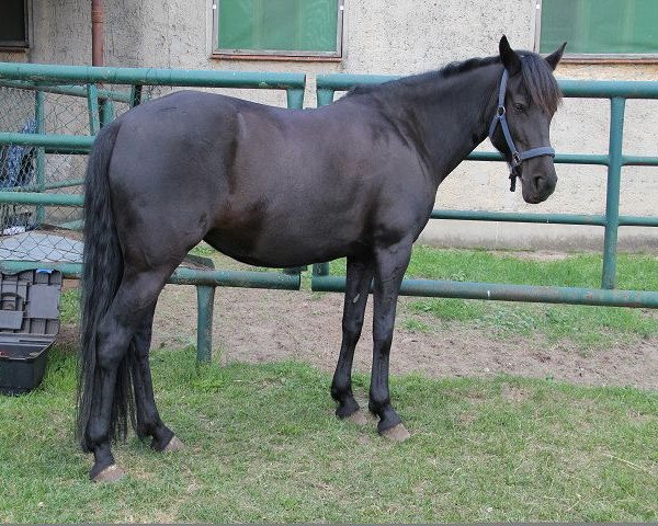 jumper Coco (German Riding Pony, 2003)