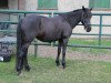 jumper Coco (German Riding Pony, 2003)