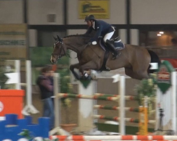 Springpferd Quick Jump W (Holsteiner, 2009, von Quidam de Revel)