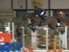 Springpferd Quick Jump W (Holsteiner, 2009, von Quidam de Revel)