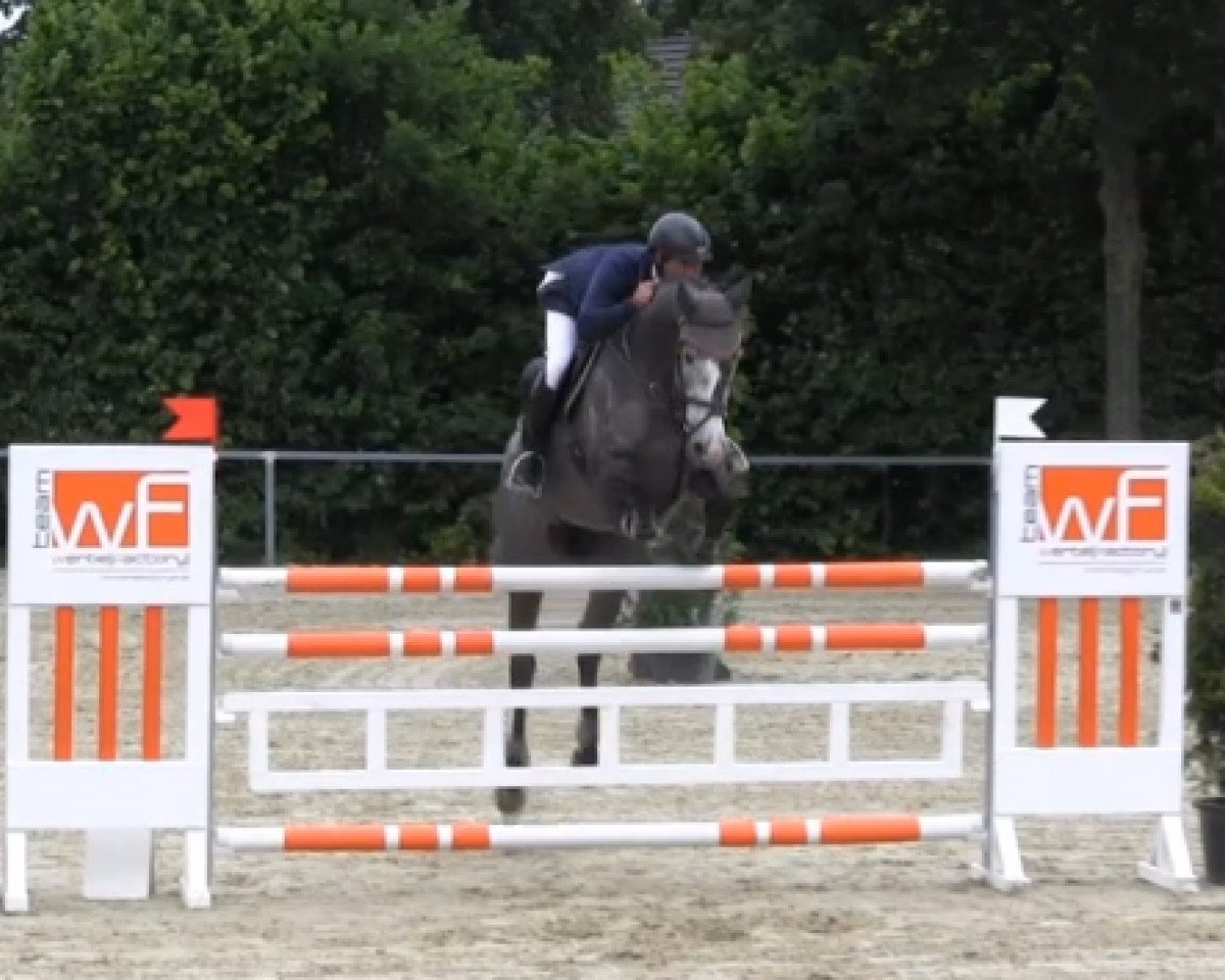 jumper Cyndy 2 (Holsteiner, 2009, from Catoki)