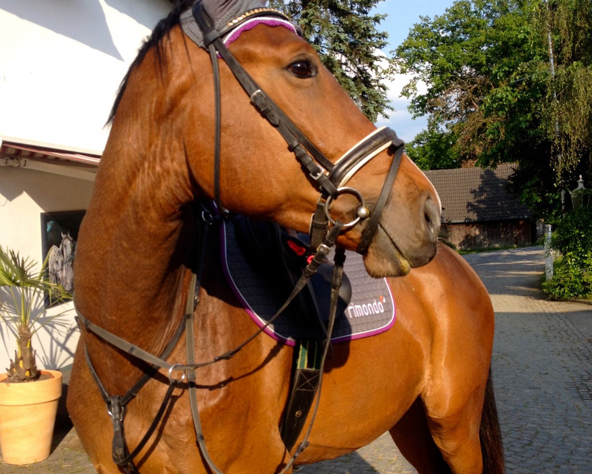 Springpferd Climax (Westfale, 2010, von Camax L)