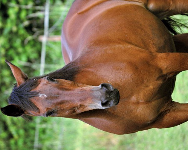 horse Wendy IV (Holsteiner, 1984, from Silvester)
