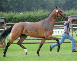 broodmare Loana (Westphalian, 2011, from Light On OLD)