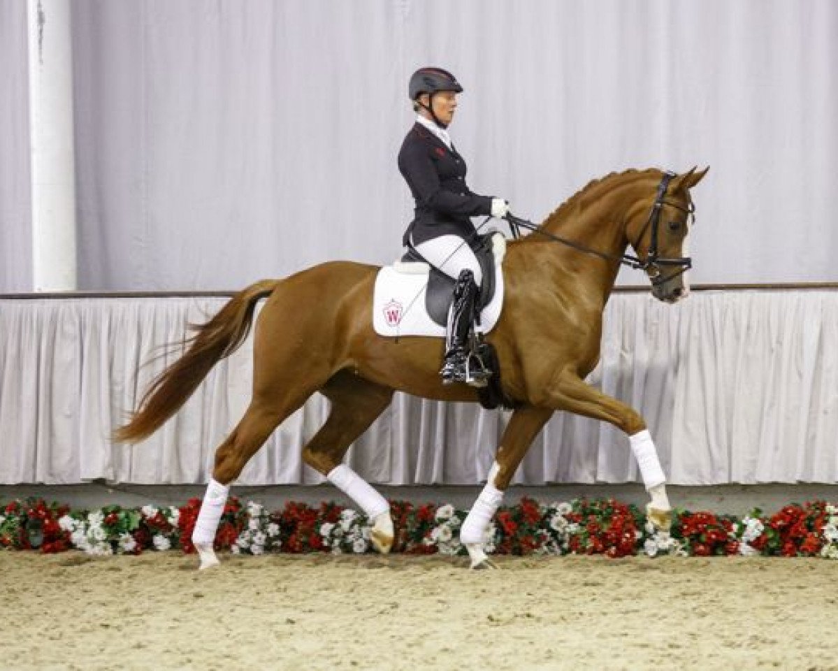 Zuchtstute Salsa d'Amour (Westfale, 2012, von Sir Heinrich OLD)