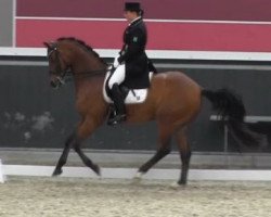 dressage horse Dornfelder 4 (Trakehner, 1997, from Caprimond)