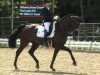 dressage horse First Lady 212 (Württemberger, 2006, from Florencio I)