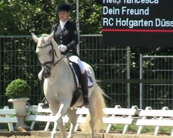 stallion Dein Freund (German Riding Pony, 2002, from Dornik B)