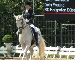 Deckhengst Dein Freund (Deutsches Reitpony, 2002, von Dornik B)