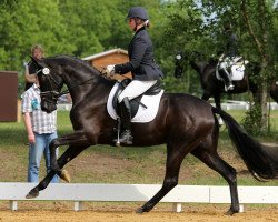 broodmare Sanguis Nobilis (Hanoverian, 2009, from Silberschmied)