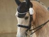 dressage horse Allasio D (German Riding Pony, 2005, from Amedijk's Isaac)