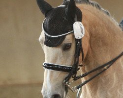 dressage horse Allasio D (German Riding Pony, 2005, from Amedijk's Isaac)