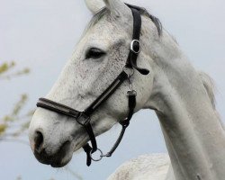 Springpferd Carl der Kleine (Hannoveraner, 2003, von Contendro I)