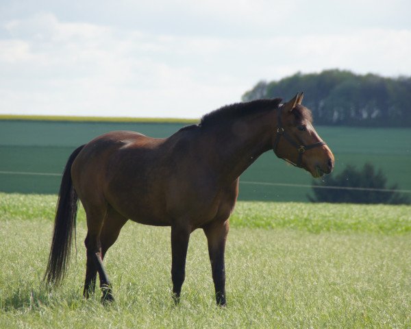 Pferd Minoo (Polnisches edles Halbblut, 2007)