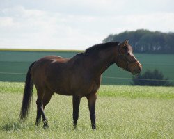 horse Minoo (polish noble half-breed, 2007)