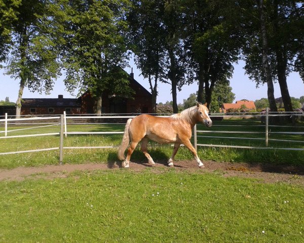 Zuchtstute Wolga (Haflinger, 1995, von Nasall)