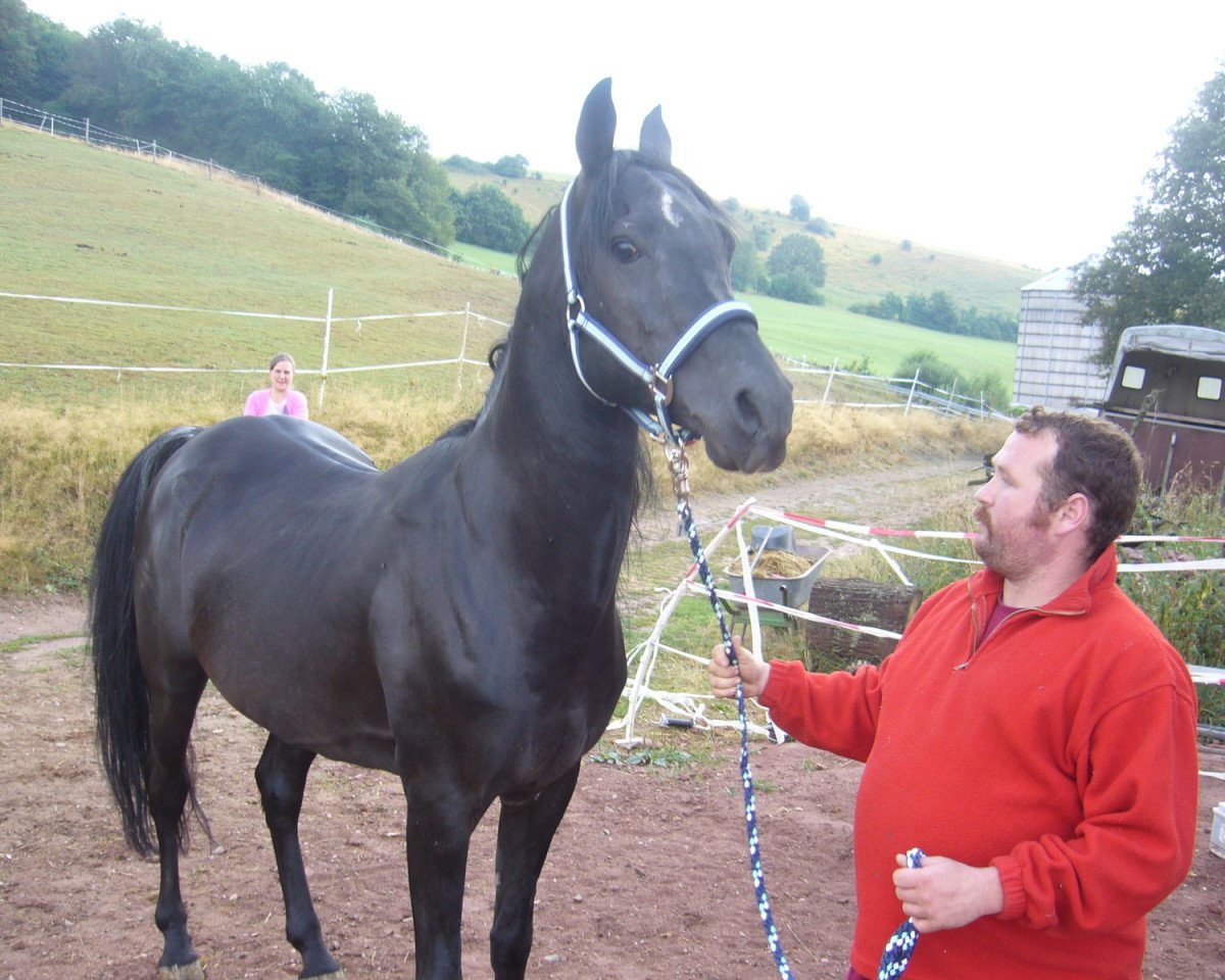 Deckhengst Sheik Al Badi ox (Vollblutaraber, 2004, von Sheik Mandu 1996 ox)