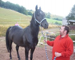 stallion Sheik Al Badi ox (Arabian thoroughbred, 2004, from Sheik Mandu 1996 ox)