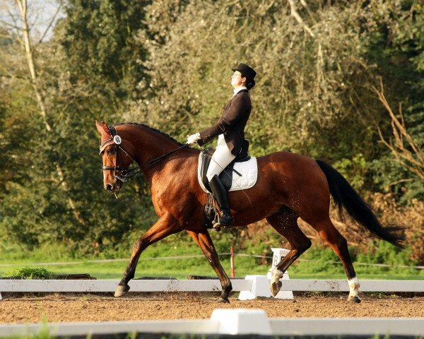 dressage horse Don Dolero 2 (Hanoverian, 2003, from Der Lord)