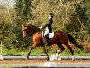 dressage horse Don Dolero 2 (Hanoverian, 2003, from Der Lord)