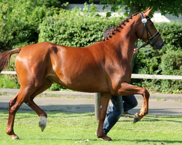 Zuchtstute Hohenwedler Deern (Hannoveraner, 2010, von Hochadel)