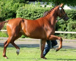 broodmare Hohenwedler Deern (Hanoverian, 2010, from Hochadel)