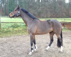 broodmare Berenice 18 (Holsteiner, 2009, from Cascari)