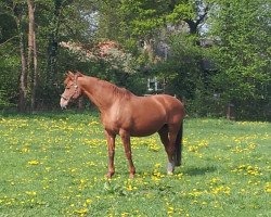 broodmare Whispering Dream (Hanoverian, 1994, from Winterwald)