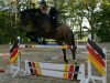 jumper Escalato (Hanoverian, 2002, from Embassy I)