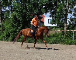 dressage horse Odin (Austrian Warmblood, 2007, from Okeanos)