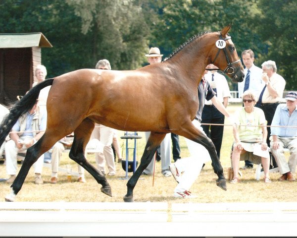 broodmare Dimanche (Oldenburg, 2003, from Don Gregory)