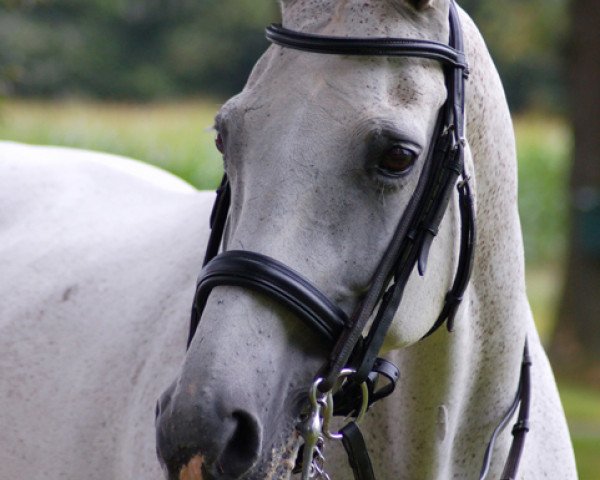 broodmare Ischa (KWPN (Royal Dutch Sporthorse), 1990, from Sultan)