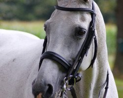 broodmare Ischa (KWPN (Royal Dutch Sporthorse), 1990, from Sultan)