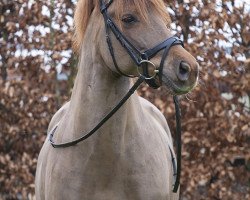 Pferd Beau (New-Forest-Pony, 2006, von Nieuwmoeds Patrick)