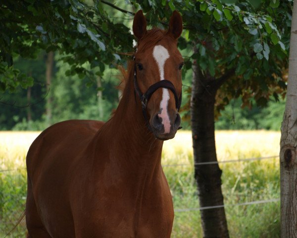 horse William Wilson (Hanoverian, 2002, from Waterford)