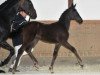 broodmare Royal Queeny (Bavarian, 2013, from Franziskus FRH)