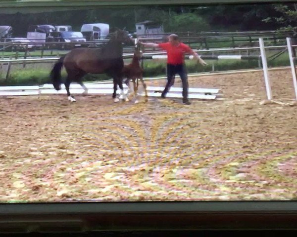 Video of Cracker de Luxe WE