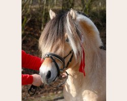 stallion Stedje (Fjord Horse, 2011, from Stedjeblakken)