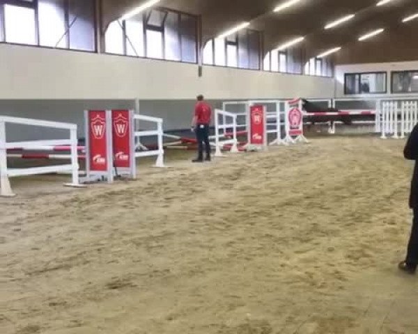 Video of Diana 1173