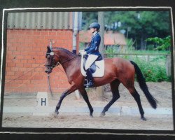 dressage horse Lorena (Deutsches Sportpferd, 2007, from Leopardstown xx)