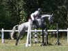 broodmare Grey Girl (German Sport Horse, 2007, from Accusé)