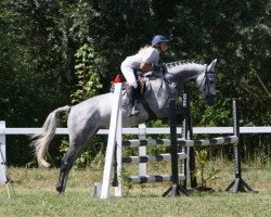 broodmare Grey Girl (German Sport Horse, 2007, from Accusé)