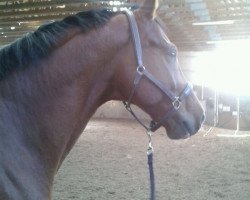 dressage horse Einstein 9 (German Sport Horse, 2005, from Wontorra)