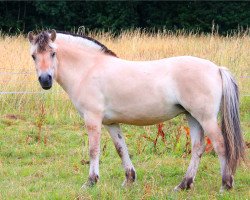 broodmare Kaija (Fjord Horse, 2008, from Koljar)