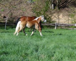 horse Albin A (Haflinger, 1997, from Antinor)