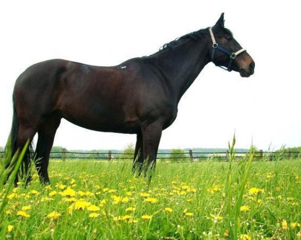 horse Vanny (German Warmblood, 1997, from Van Gogh)